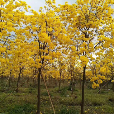 福建批发黄花风铃木黄花风铃木价格多花风铃木基地