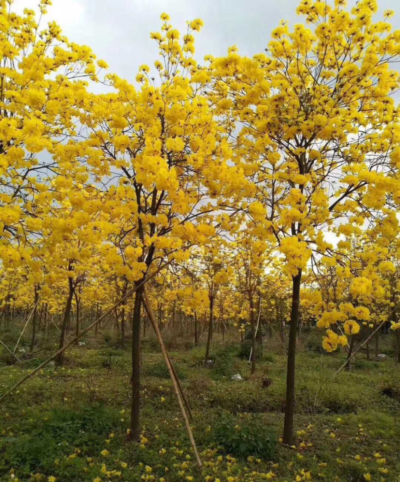 福建批发黄花风铃木黄花风铃木价格多花风铃木基地