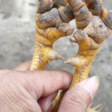 200天中货金凤淹鸡