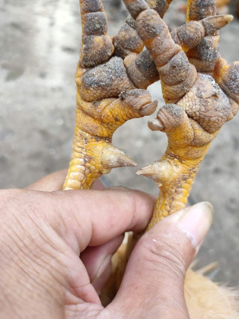200天中货金凤淹鸡
