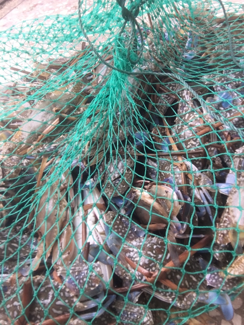 钦州三墩大蓝活生猛花蟹批发