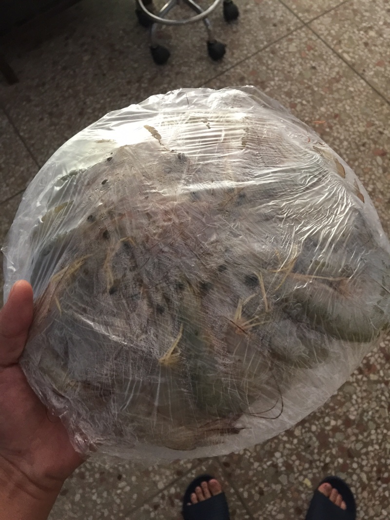 北部湾海捕大花虾码头直供批发