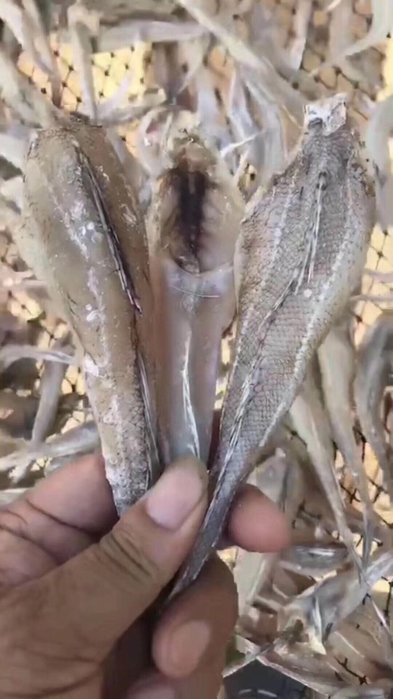 沙丁鱼鱼干干鱼纯干沙丁鱼生晒鱼干