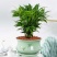 竹柏盆栽室内驱蚊植物平安竹清香绿植驱虫净化空气好养长寿竹