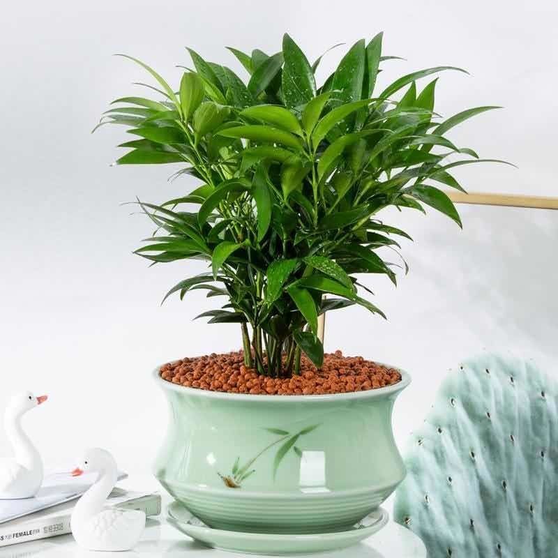 竹柏盆栽室内驱蚊植物平安竹清香绿植驱虫净化空气好养长寿竹