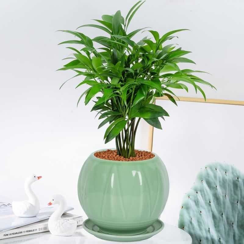 竹柏盆栽室内驱蚊植物平安竹清香绿植驱虫净化空气好养长寿竹