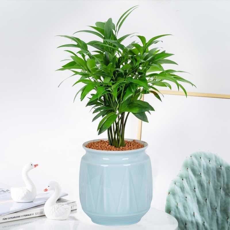 竹柏盆栽室内驱蚊植物平安竹清香绿植驱虫净化空气好养长寿竹
