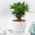 竹柏盆栽室内驱蚊植物平安竹清香绿植驱虫净化空气好养长寿竹