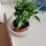竹柏盆栽室内驱蚊植物平安竹清香绿植驱虫净化空气好养长寿竹