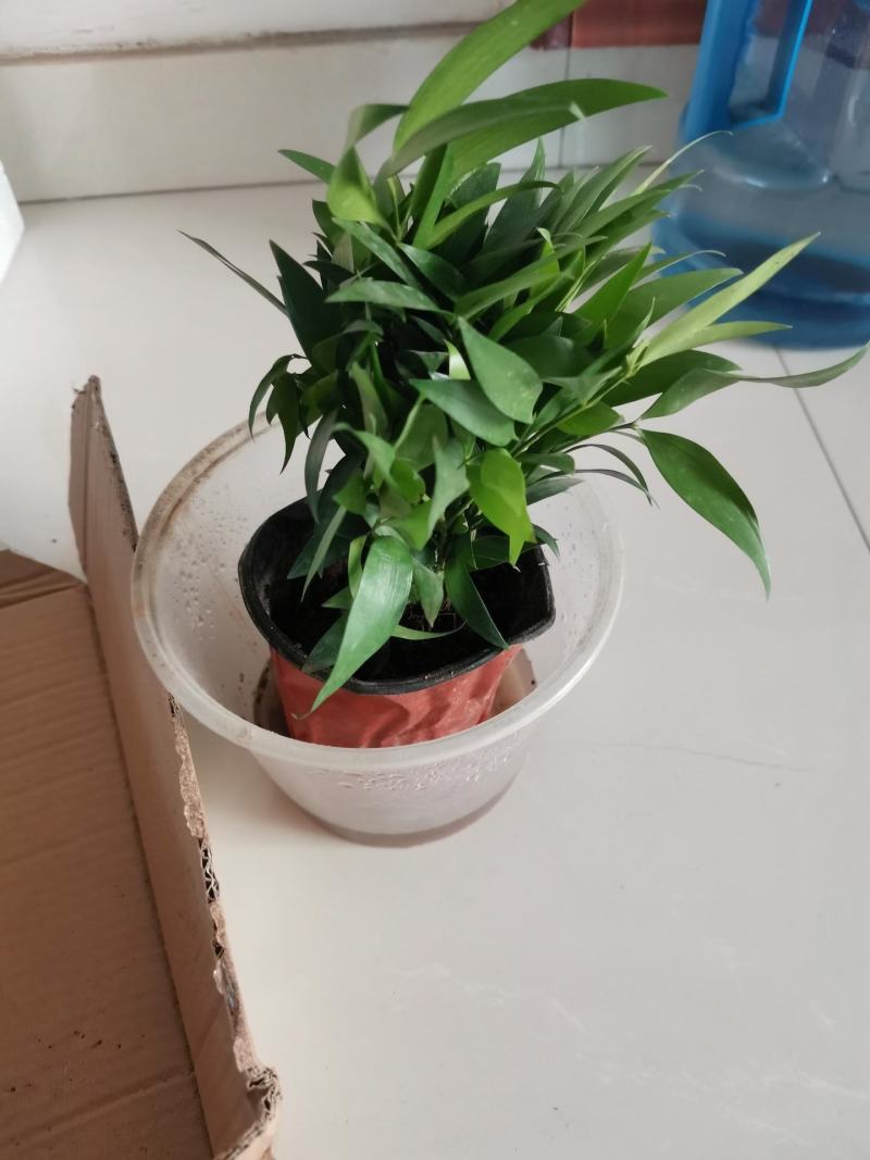 竹柏盆栽室内驱蚊植物平安竹清香绿植驱虫净化空气好养长寿竹