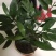 竹柏盆栽室内驱蚊植物平安竹清香绿植驱虫净化空气好养长寿竹