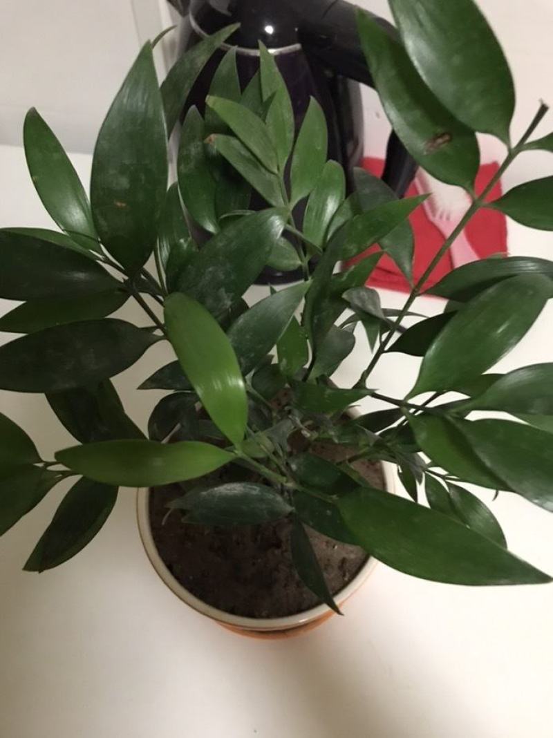 竹柏盆栽室内驱蚊植物平安竹清香绿植驱虫净化空气好养长寿竹
