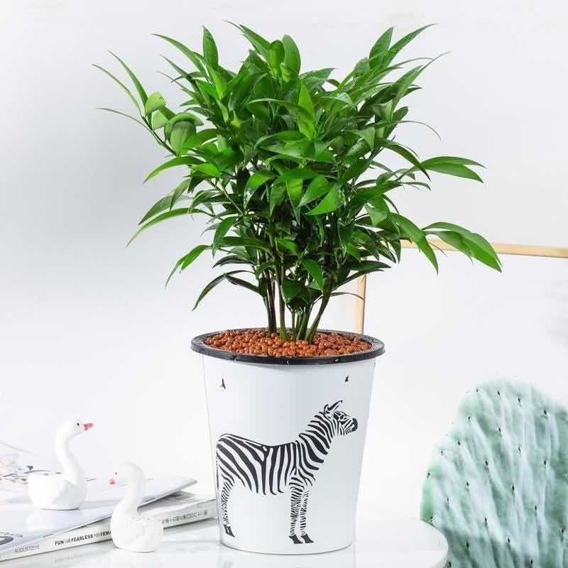 竹柏盆栽室内驱蚊植物平安竹清香绿植驱虫净化空气好养长寿竹