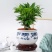 竹柏盆栽室内驱蚊植物平安竹清香绿植驱虫净化空气好养长寿竹