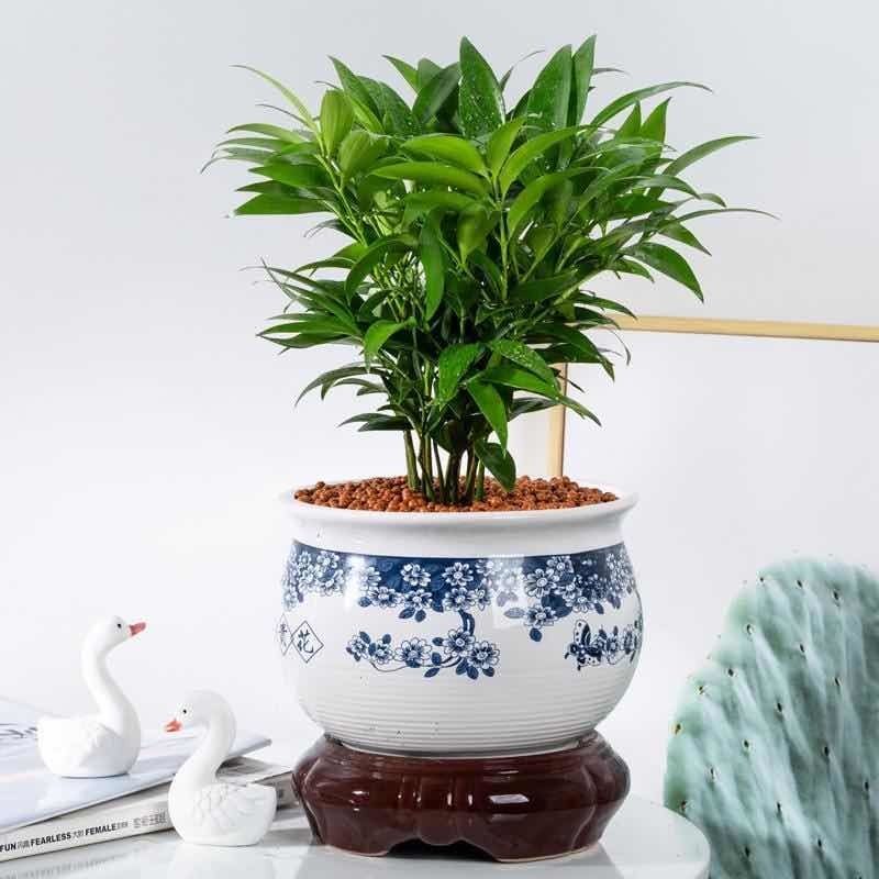 竹柏盆栽室内驱蚊植物平安竹清香绿植驱虫净化空气好养长寿竹