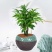竹柏盆栽室内驱蚊植物平安竹清香绿植驱虫净化空气好养长寿竹