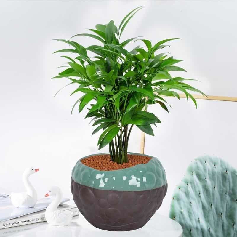 竹柏盆栽室内驱蚊植物平安竹清香绿植驱虫净化空气好养长寿竹