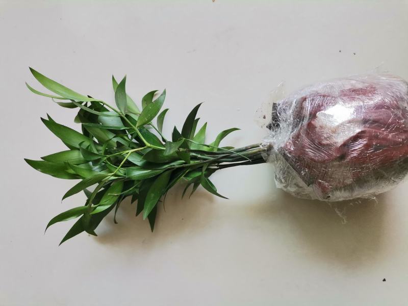 竹柏盆栽室内驱蚊植物平安竹清香绿植驱虫净化空气好养长寿竹