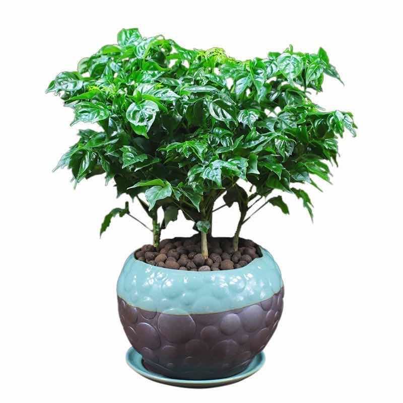 平安树幸福树盆栽办公室客厅树苗小盆栽室内大型绿植花卉植物