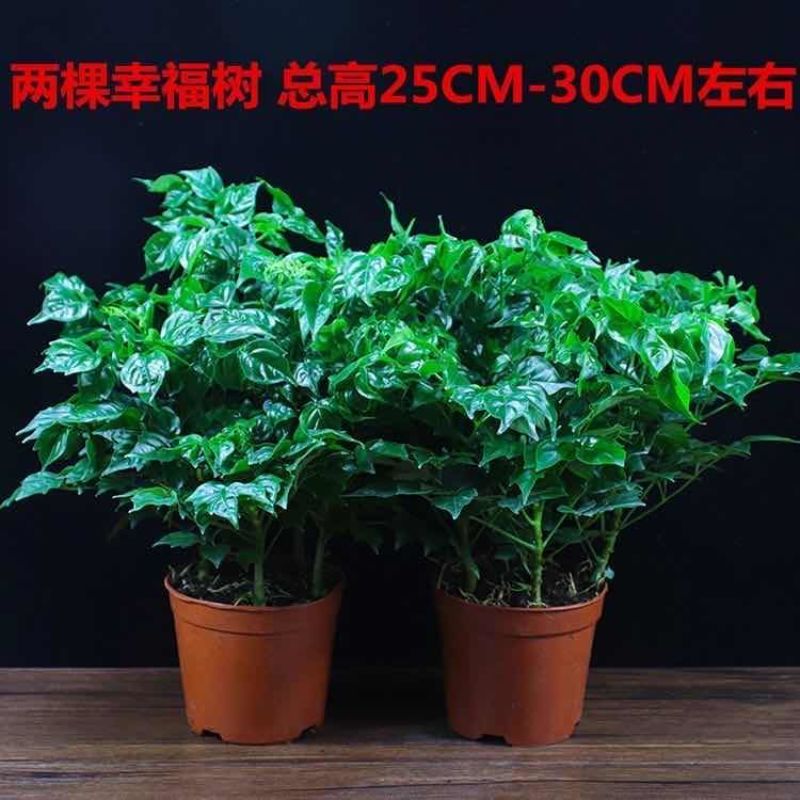 平安树幸福树盆栽办公室客厅树苗小盆栽室内大型绿植花卉植物