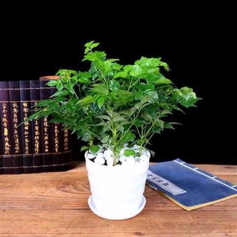 平安树幸福树盆栽办公室客厅树苗小盆栽室内大型绿植花卉植物
