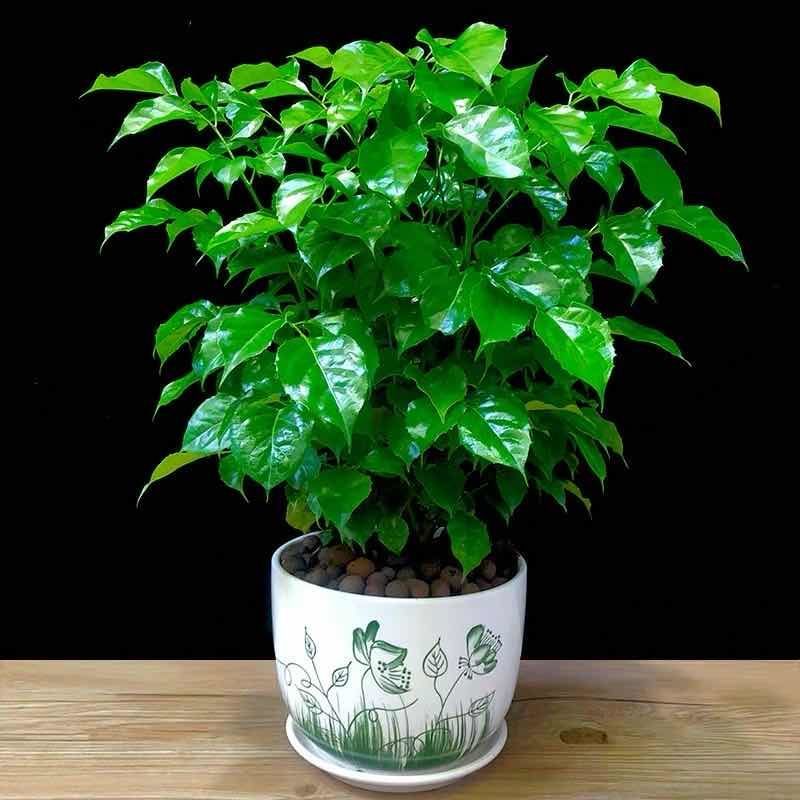平安树幸福树盆栽办公室客厅树苗小盆栽室内大型绿植花卉植物