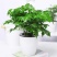 平安树幸福树盆栽办公室客厅树苗小盆栽室内大型绿植花卉植物