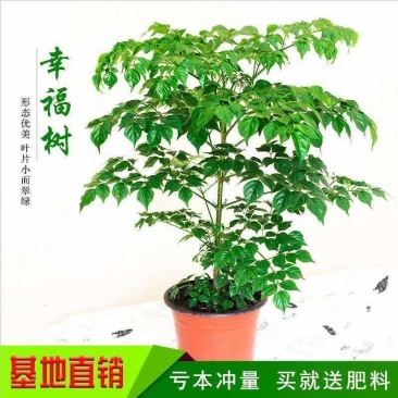 平安树幸福树盆栽办公室客厅树苗小盆栽室内大型绿植花卉植物