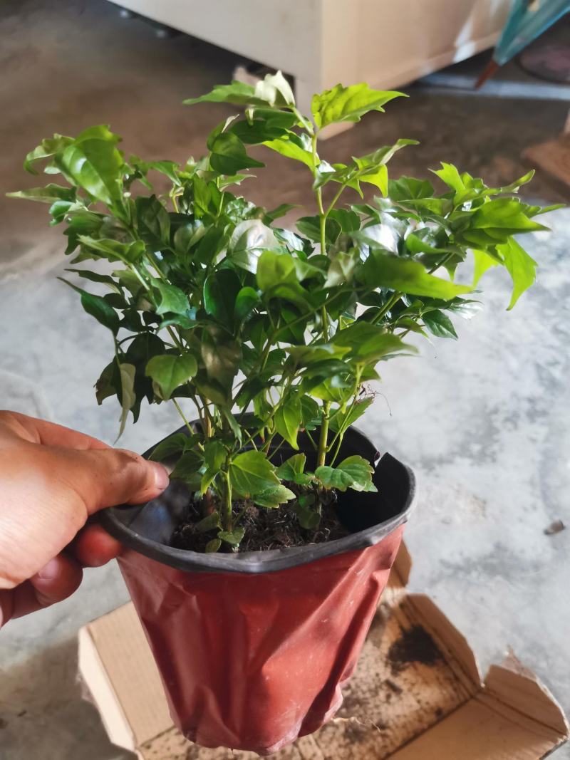 平安树幸福树盆栽办公室客厅树苗小盆栽室内大型绿植花卉植物