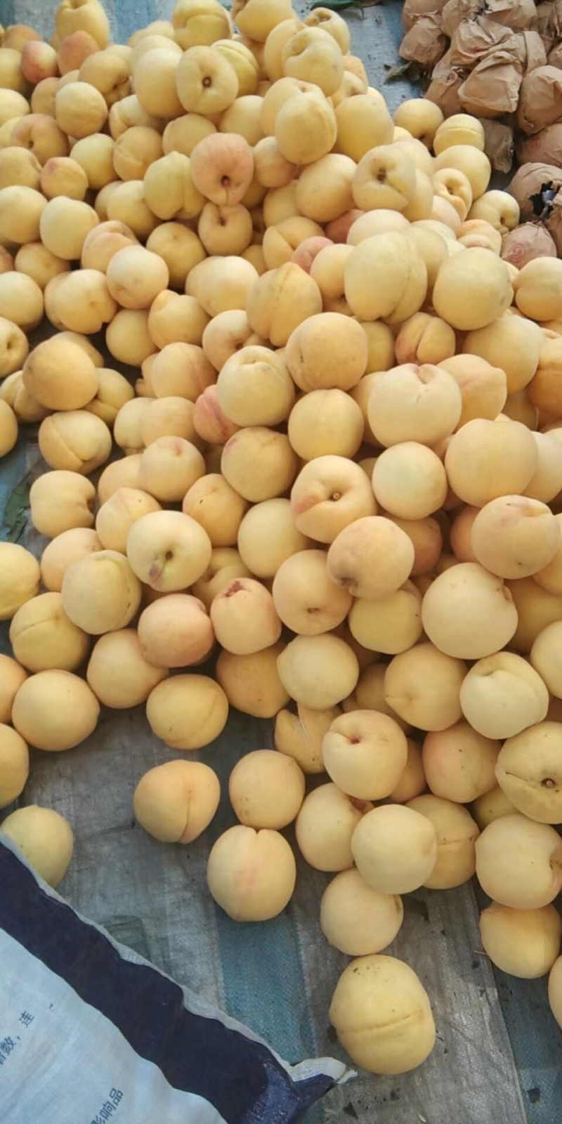 黄桃，西尾黄桃，黄金蜜4号大量上市，个大味甜