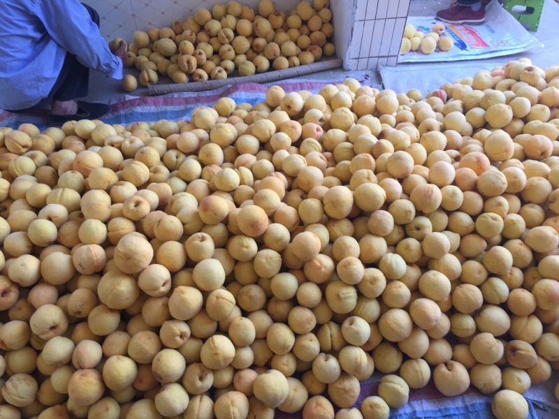 黄桃，西尾黄桃，黄金蜜4号大量上市，个大味甜