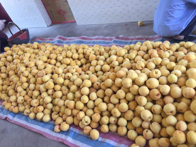 黄桃，西尾黄桃，黄金蜜4号大量上市，个大味甜