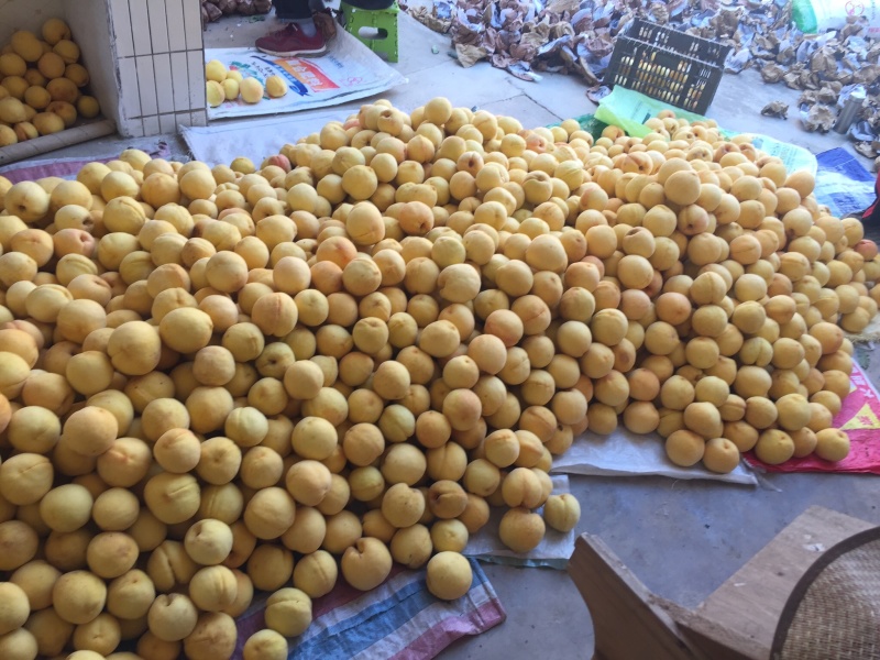 黄桃，西尾黄桃，黄金蜜4号大量上市，个大味甜