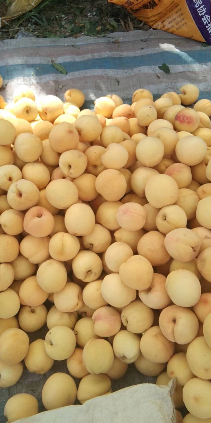 黄桃，西尾黄桃，黄金蜜4号大量上市，个大味甜