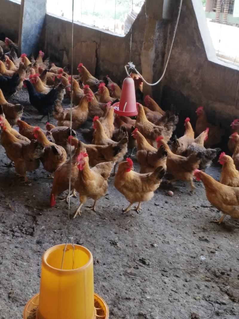 长期供应灵山土鸡三黄肉鸡
