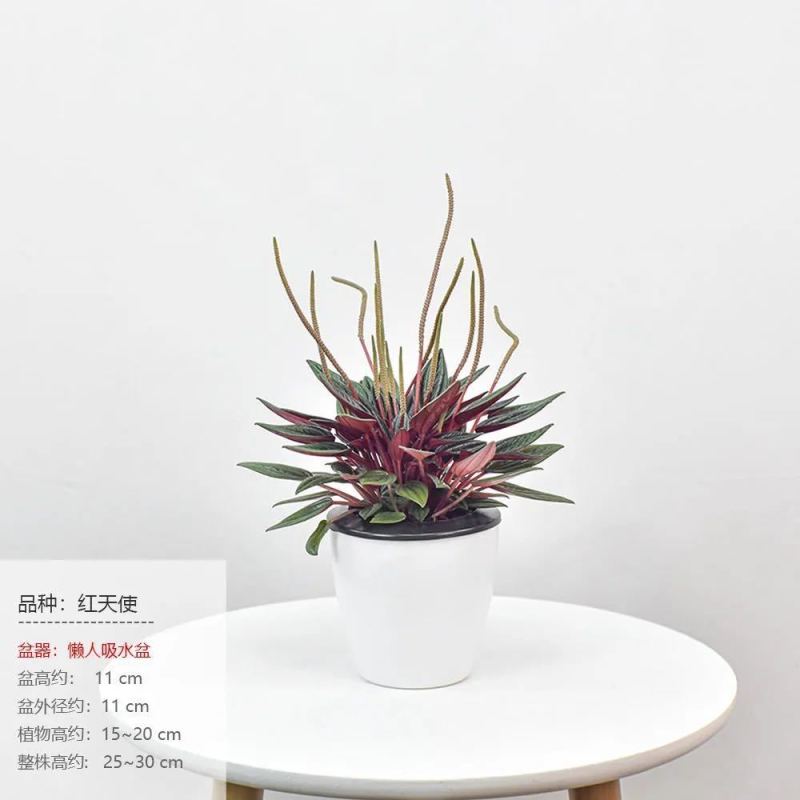 红天使紫天使皱叶椒草四季长青盆栽净化空气吸甲醛室内办公室