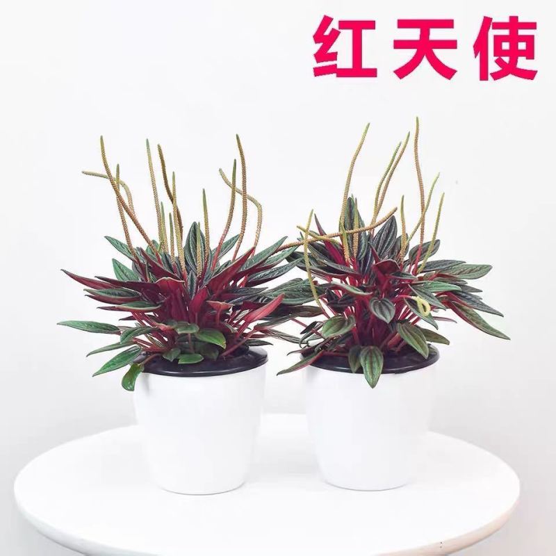 红天使紫天使皱叶椒草四季长青盆栽净化空气吸甲醛室内办公室
