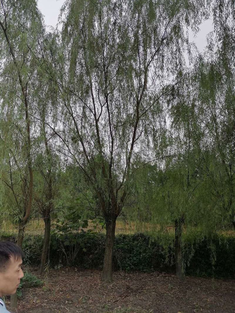 基地直销垂柳柳树批发垂柳一手货源垂柳量大从优