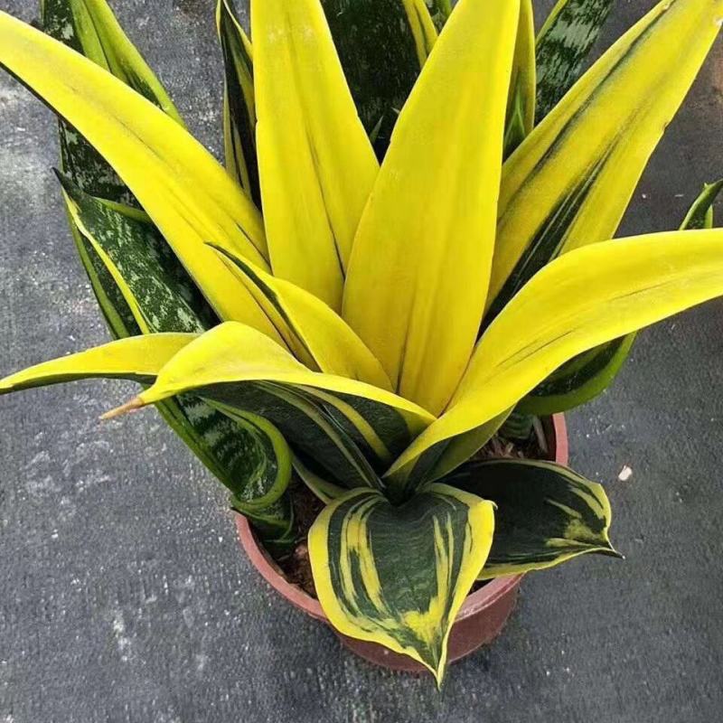 黄金兰,盆栽室内吸甲醛观叶植物客厅室内盆栽绿植花卉