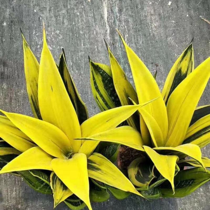 黄金兰,盆栽室内吸甲醛观叶植物客厅室内盆栽绿植花卉