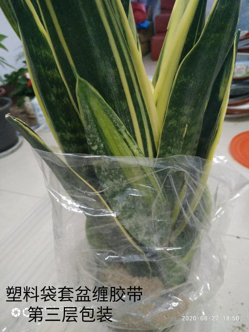 黄金兰,盆栽室内吸甲醛观叶植物客厅室内盆栽绿植花卉