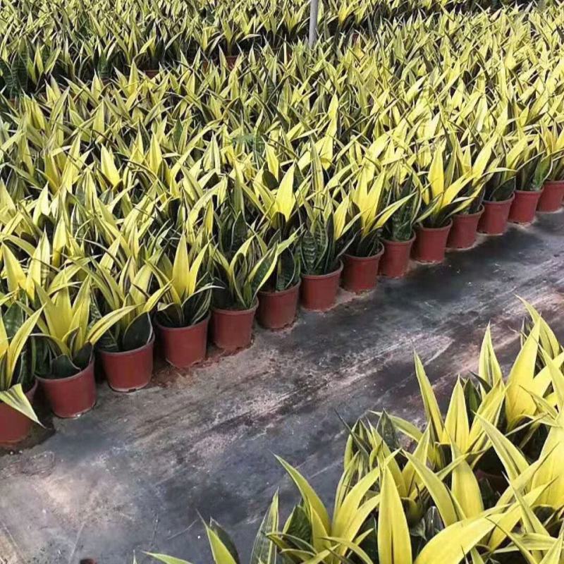 黄金兰,盆栽室内吸甲醛观叶植物客厅室内盆栽绿植花卉
