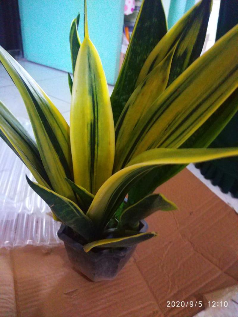 黄金兰,盆栽室内吸甲醛观叶植物客厅室内盆栽绿植花卉