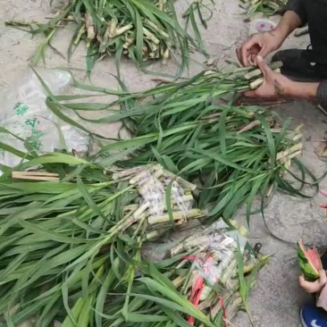甜象草种苗皇竹草苗高产牧草品种高产牧草品种，