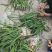 甜象草种苗皇竹草苗高产牧草品种高产牧草品种，