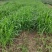 甜象草种苗皇竹草苗高产牧草品种高产牧草品种，