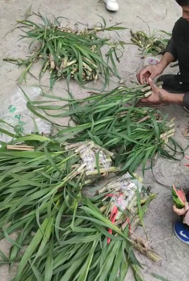 甜象草种苗皇竹草苗高产牧草品种高产牧草品种，