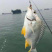 批发北部湾生猛海捕黄翅鱼（腊鱼）