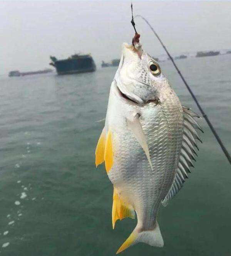 批发北部湾生猛海捕黄翅鱼（腊鱼）