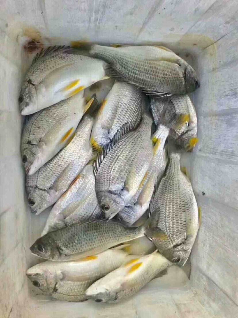 批发北部湾生猛海捕黄翅鱼（腊鱼）